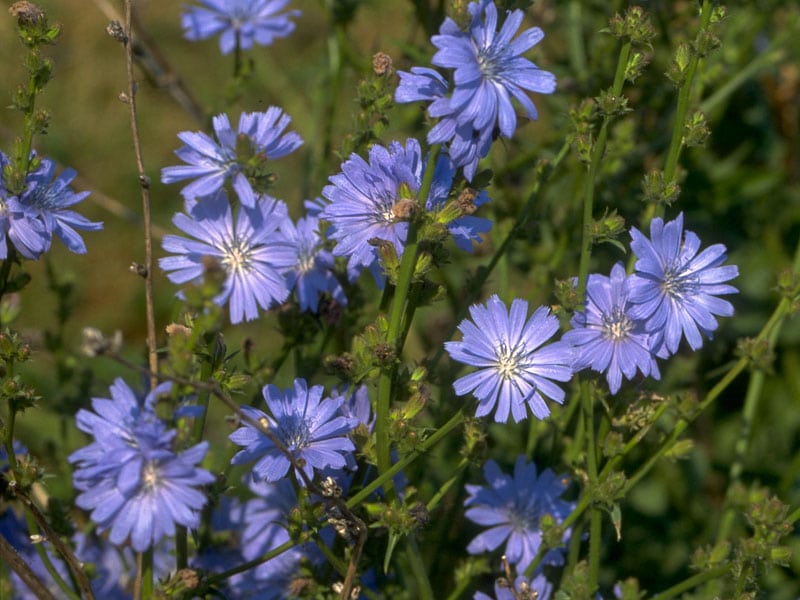 chicory