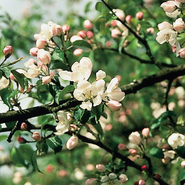 Crab Apple