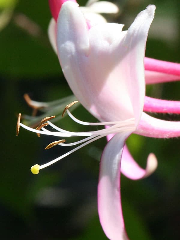 Honeysuckle