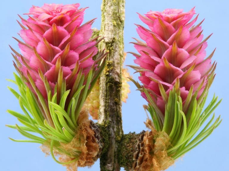 Larch