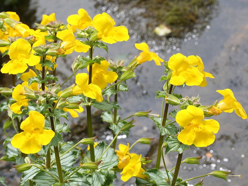 mimulus