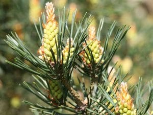 Pine