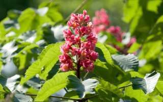 Red Chestnut