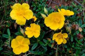 rock-rose