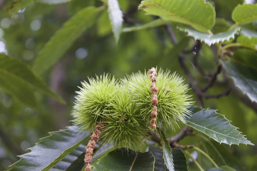 Sweet Chestnut