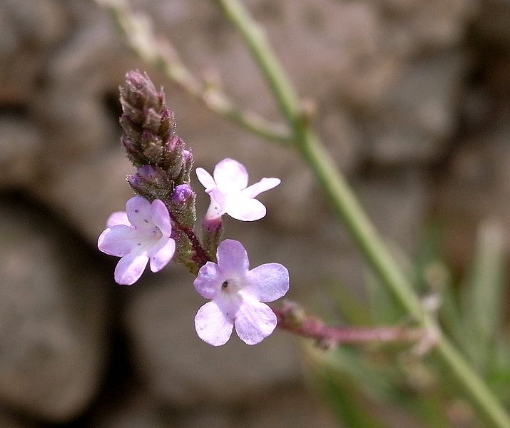 Vervain