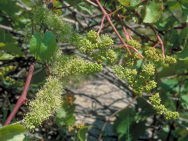Vine