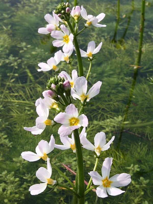 Water Violet