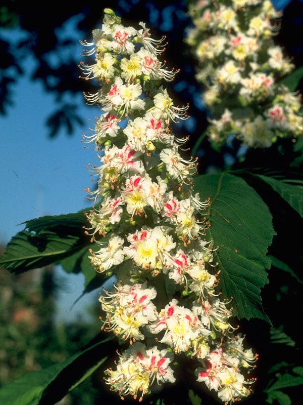 White Chestnut