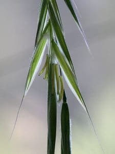 Wild Oat