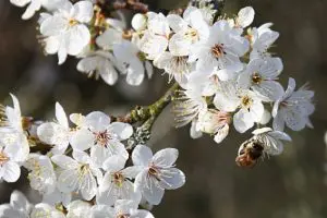 Cherry Plum (Erik Ağacı) Bach çiçeği