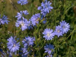 Chicory bach çiçekleri tedavisi