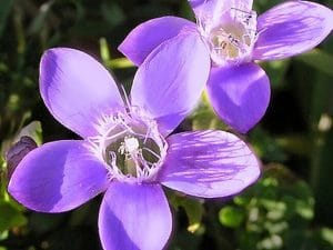 Gentian bach çiçekleri terapisi