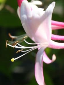 Honeysuckle bach çiçekleri terapisi
