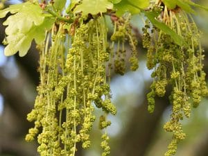 Oak bach çiçekleri terapisi