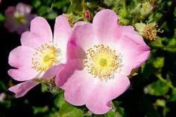 Wild Rose bach çiçekleri terapisi